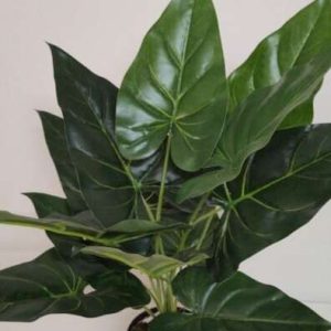 CN – 3315  ALOCASIA PLANTA x12hjs h55cm