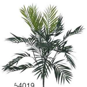 CN – 54019 PALMERA ARECA h75cm