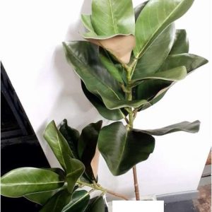 CN – 74061 HOJAS DE MAGNOLIA VARA h105cm