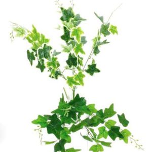 CN – 75061 HIEDRA PLANTA h50cm