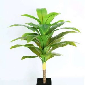 KN – 22087 DRACENA PLANTA h91cm