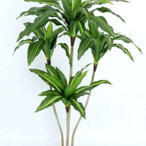 KN – 29150 DRACENA PLANTA h150cm.