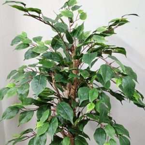 Arbol ficus c/tronco natural h90cm