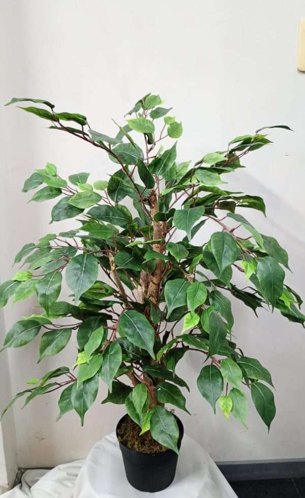 Arbol ficus c/tronco natural h90cm