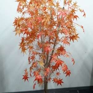 Arbol otoñal h170cm