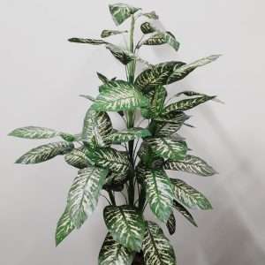 Dieffenbachia planta h150cm