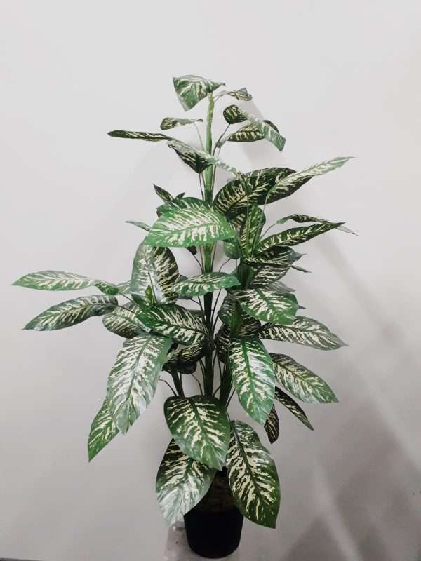 Dieffenbachia planta h150cm
