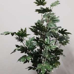 Aralia planta h120cm