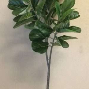 Ficus pandurata planta h150cm