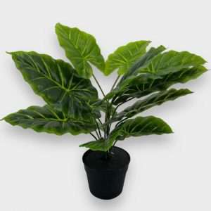 Caladium planta x12hojas h50cm