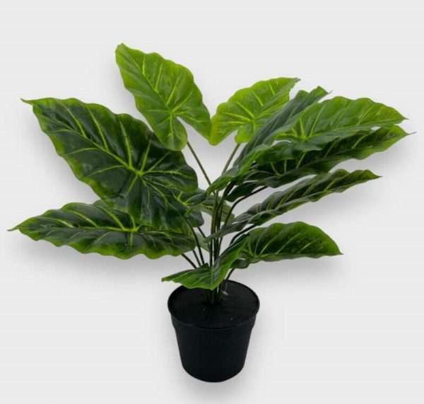 Caladium planta x12hojas h50cm