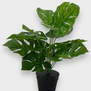 Mostera planta x12hojas h50cm