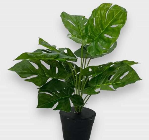 Mostera planta x12hojas h50cm