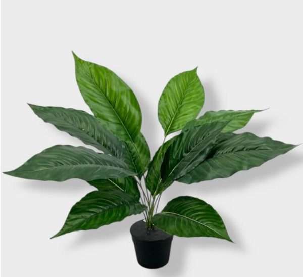 Anthurium planta x12hojas h70cm