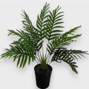 Palmera kentia h84cm