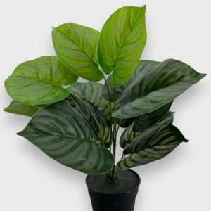 Maranta planta x12 hojas h50cm
