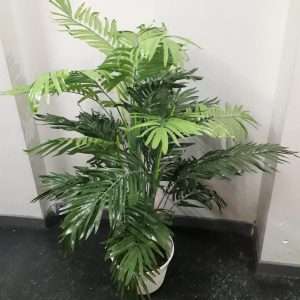 Palmera areca h130cm