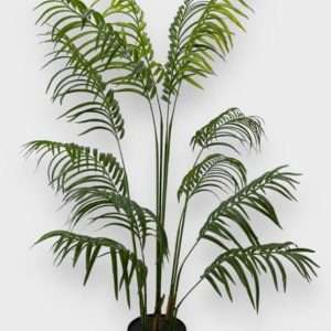 Palmera areca x5 h150cm