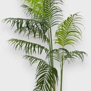 Palmera areca x5 h180cm