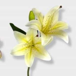 Lilyum vara x2 h33cm