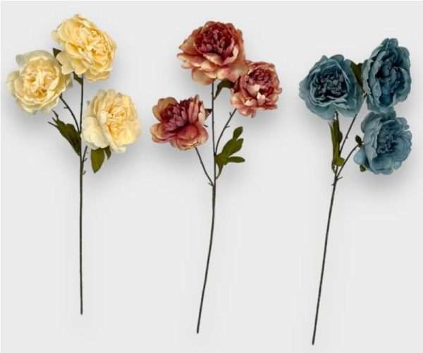 Peonias vara x3