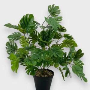Mostera planta h42cm