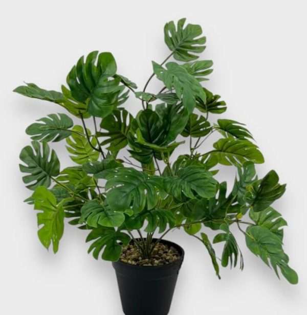 Mostera planta h42cm