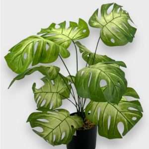 Mostera planta x12hojas h58cm