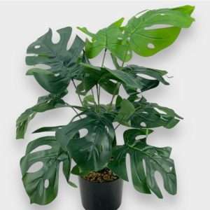 Mostera planta x12hojas h58cm