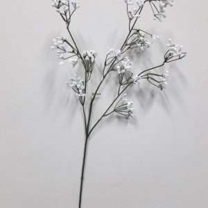 Gypsophila vara h70cm