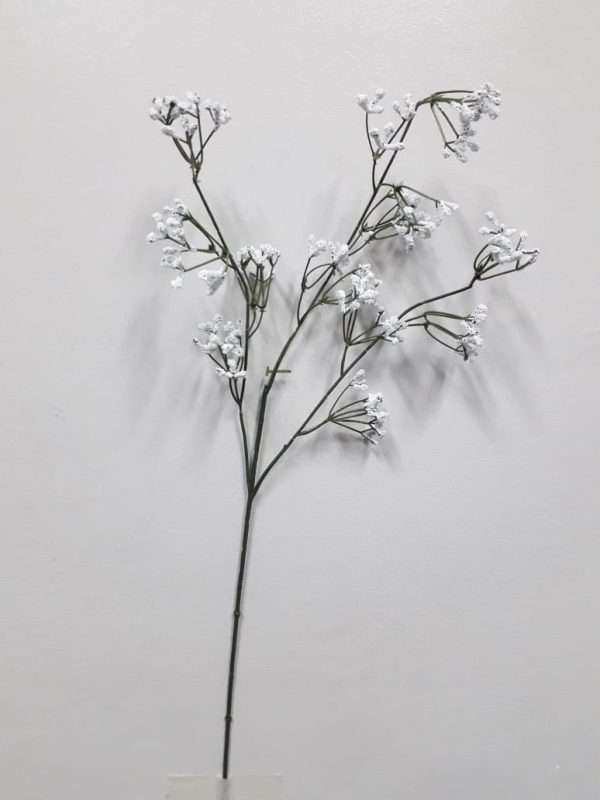 Gypsophila vara h70cm