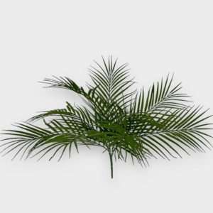 Palmera areca planta h50cm