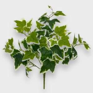 Hiedra disciplinada planta h48cm