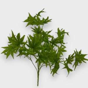 Aralia planta h48cm