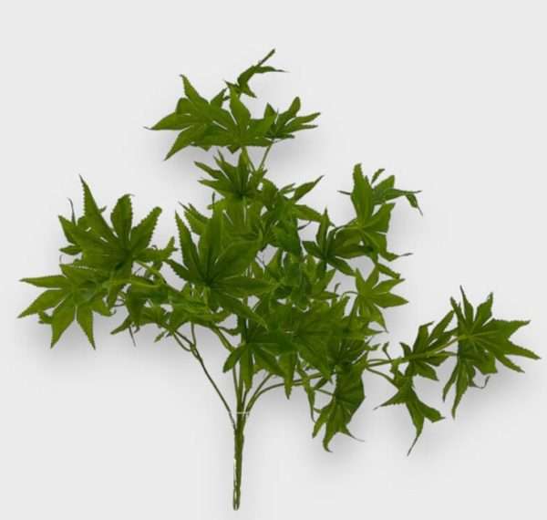 Aralia planta h48cm