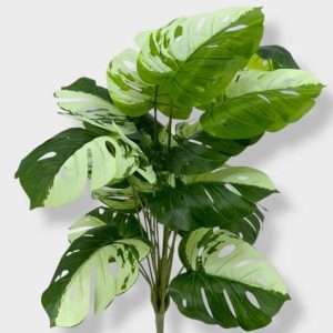 Mostera disciplinada planta x18hojas h60cm