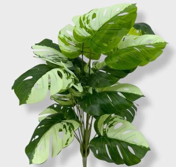 Mostera disciplinada planta x18hojas h60cm