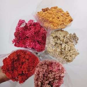 Achillea