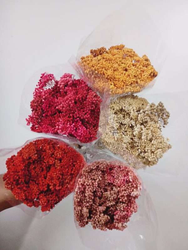 Achillea