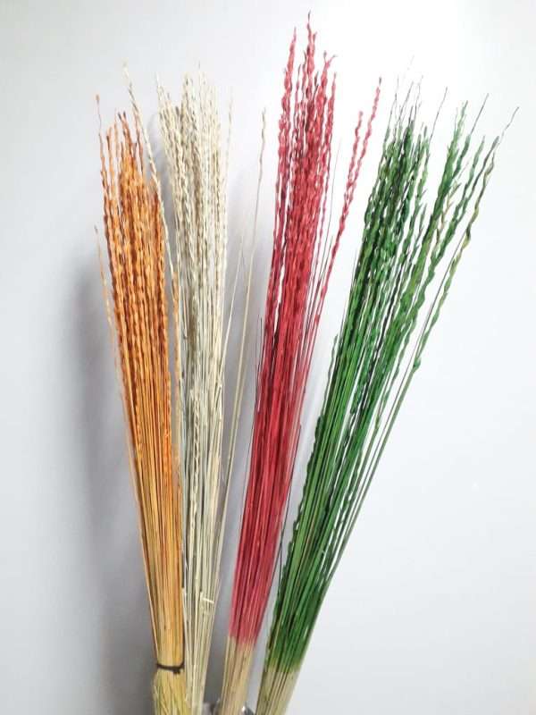 Ray grass