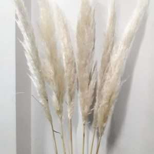 Pampa grass natural paq.x6