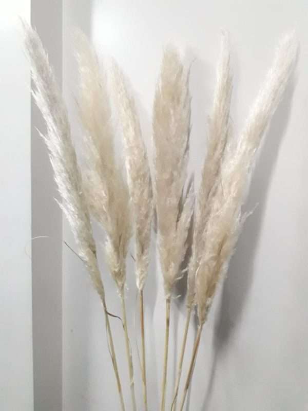 Pampa grass natural paq.x6