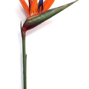 Strelitzia ave del paraiso