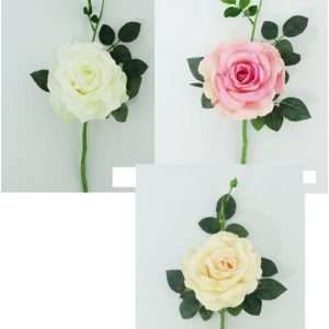 Rosa vara h36cm