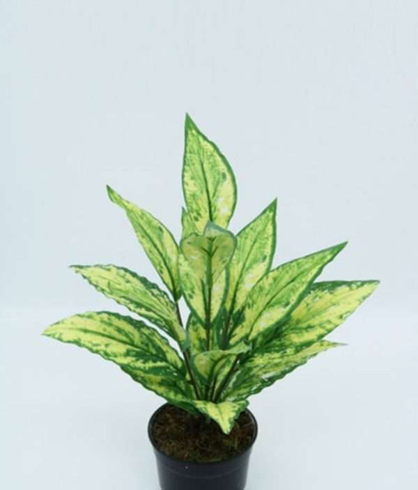 Dieffenbachia planta h39cm