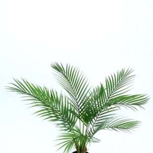 Palmera kentia h60cm