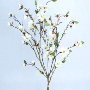 Magnolia arbol h150cm