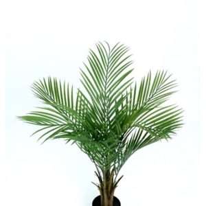 Palmera kentia h92cm