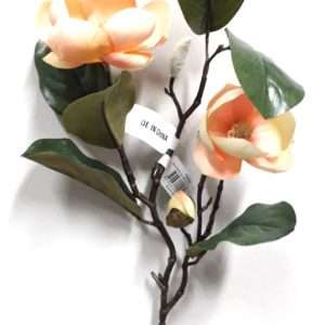 Magnolia vara x2 h51cm