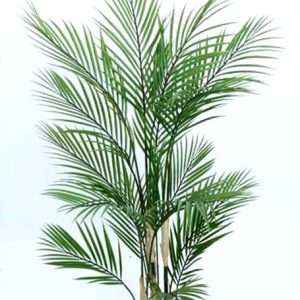 Palmera areca h120cm